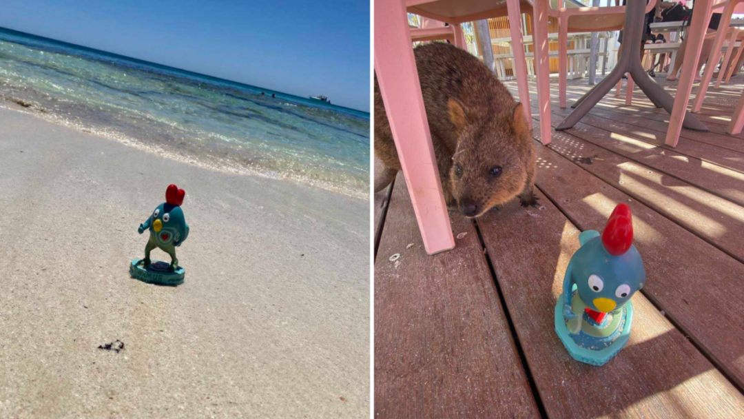 Ruman à Rottnest Island